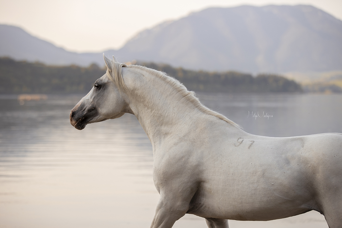 Horse soul